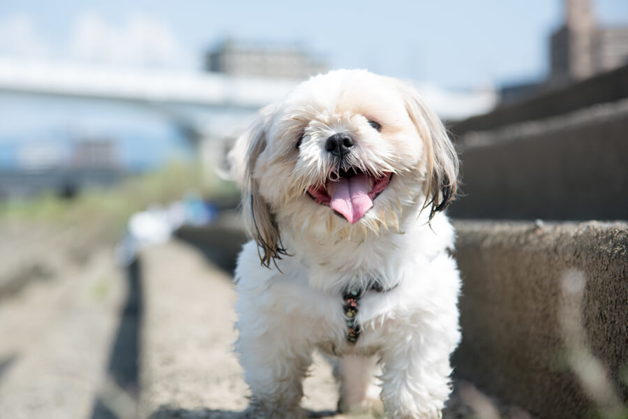 シーズーは目やにが多い犬種？犬種別の飼い方に関する基礎知識と注意点