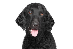 カーリーコーテッドレトリバーってどんな犬?歴史・性格・飼い方について
