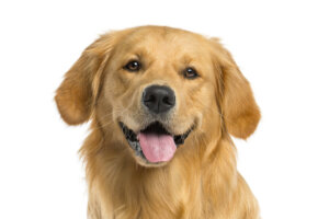 ゴールデンレトリバーってどんな犬?歴史・性格・飼い方について