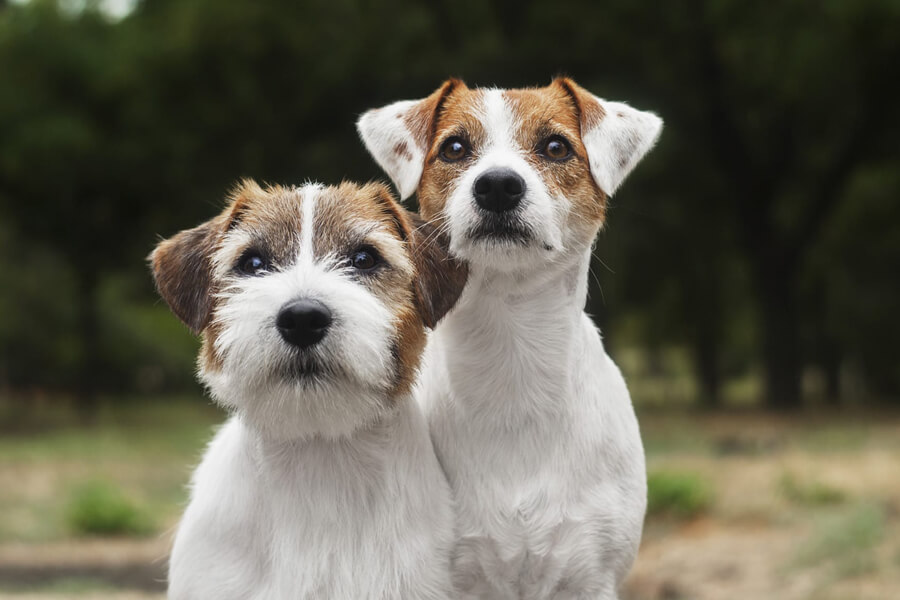 ジャックラッセルテリアとパーソンラッセルテリアの違いとは？似ている犬種徹底比較