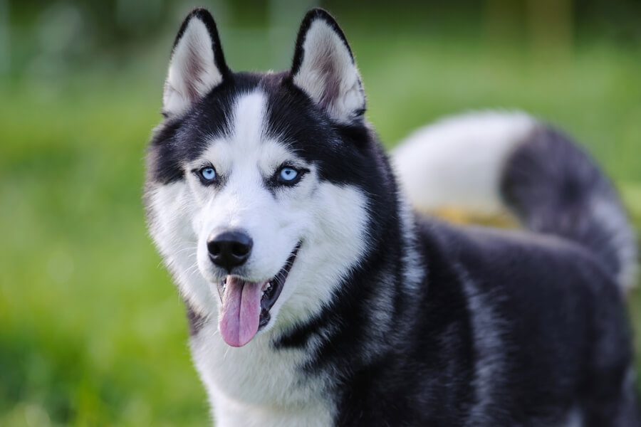 シベリアンハスキーは抜け毛が多いって本当？犬種別の飼い方に関する基礎知識と注意点