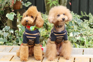 犬に洋服を着せるメリット・デメリットは?選び方とNGな服の特徴