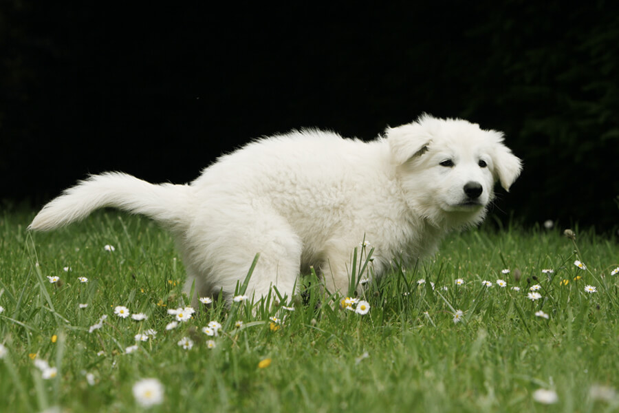 愛犬が下痢に。うんちの回数も多い！考えられる病気や原因、対処法