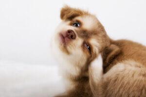 犬の皮膚病、23種類を解説!原因や症状、治療費の相場について