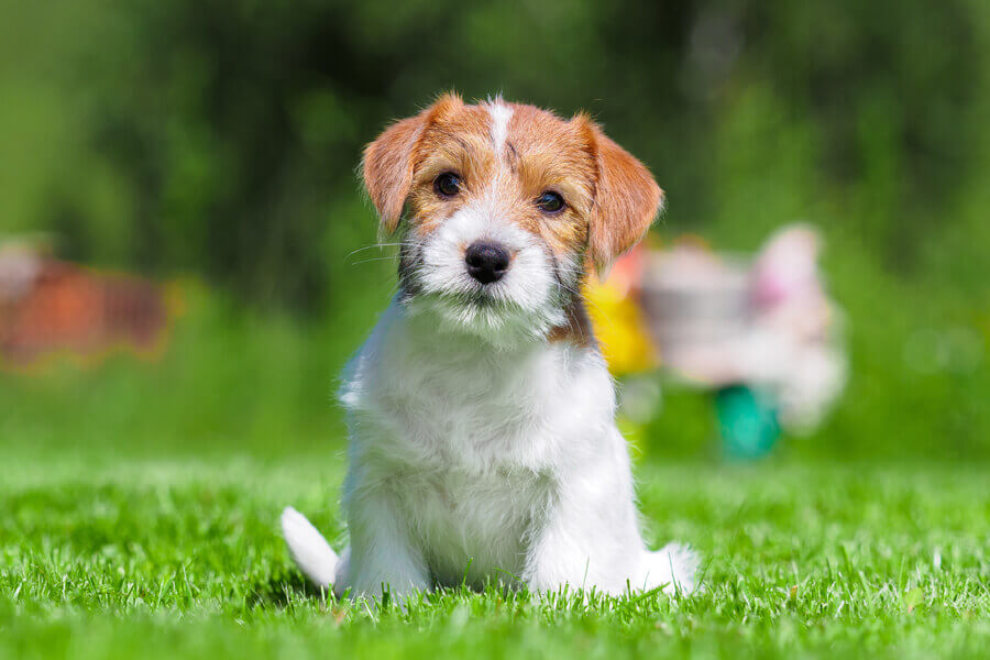 愛犬のしゃっくりが止まらない！効果的な止め方と原因について