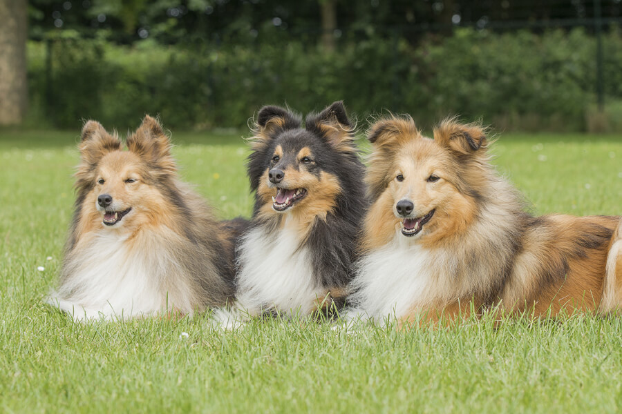 ラフコリーとシェルティーの違いとは？似ている犬種徹底比較