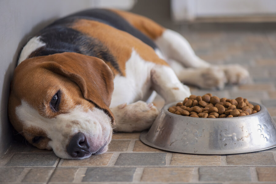 愛犬が急に嘔吐！考えられる病気や原因、対処法について