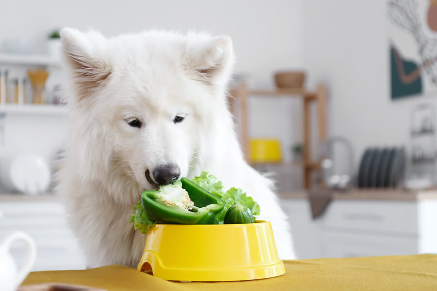 犬はピーマンを食べても大丈夫？栄養面のメリットや適量、与える際の注意点