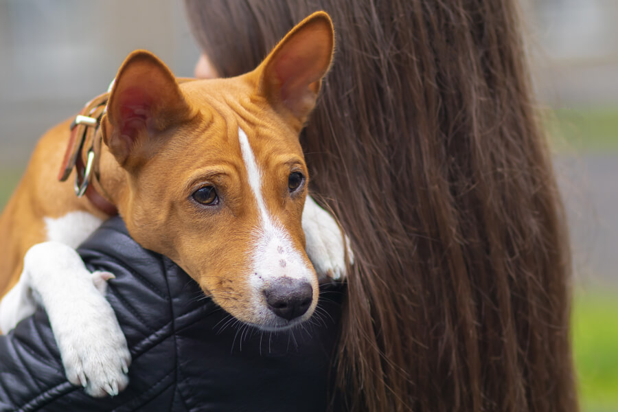 ファンコーニ症候群ってどんな病気？症状や原因、好発犬種や治療・予防法について