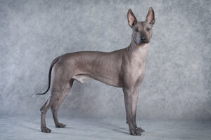 毛のない犬はなぜ生まれる?全7種類のヘアレスドッグの特徴や飼育上の注意点