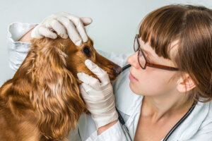 進行性網膜萎縮症ってどんな病気?原因や症状、好発犬種や治療・予防法について