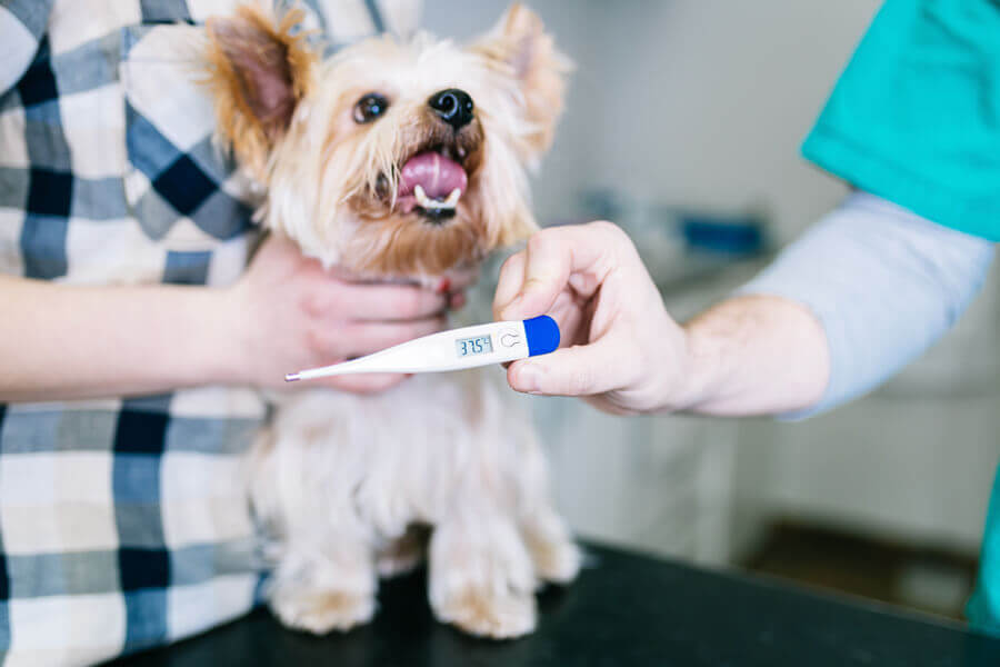 犬の平熱ってどのくらい？測り方や体温が高い・低い時の理由と対処法