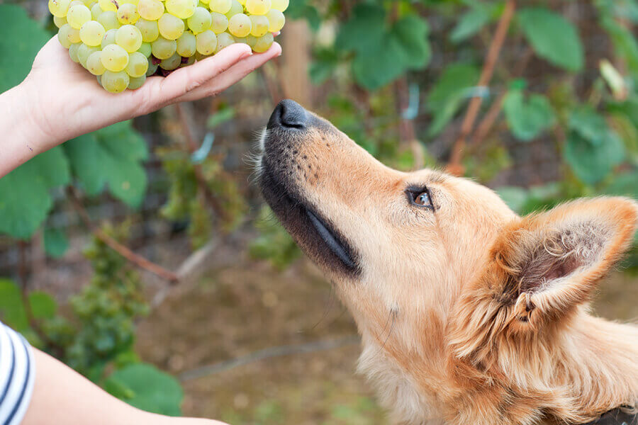 犬にぶどうを与えてはいけない理由と食べてしまった時の症状・対策