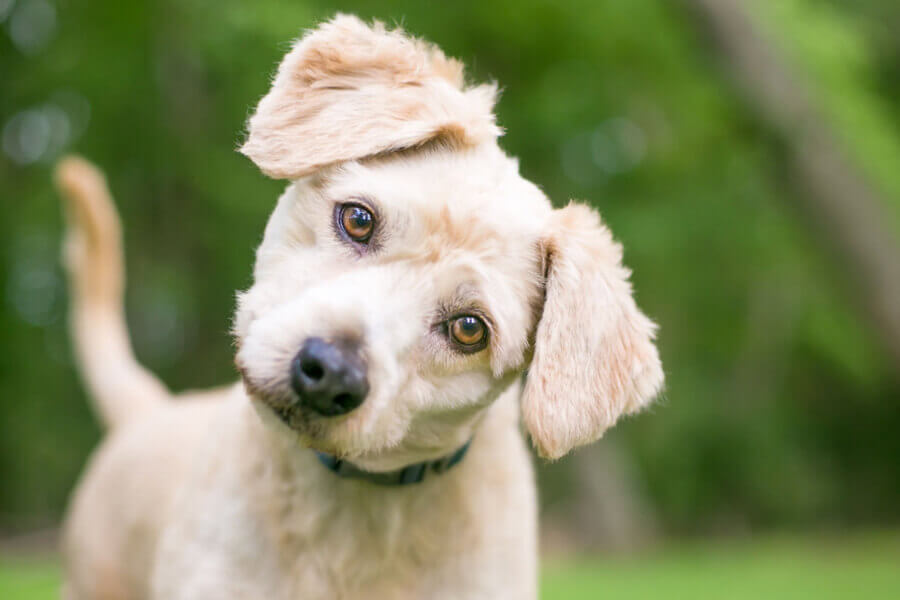 犬が首を左右にかしげるのはよく聞いてくれている証拠？仕草と心理