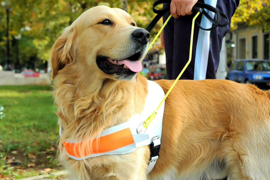 盲導犬の仕事ってどんなの？訓練や一日の過ごし方、引退後の生活について