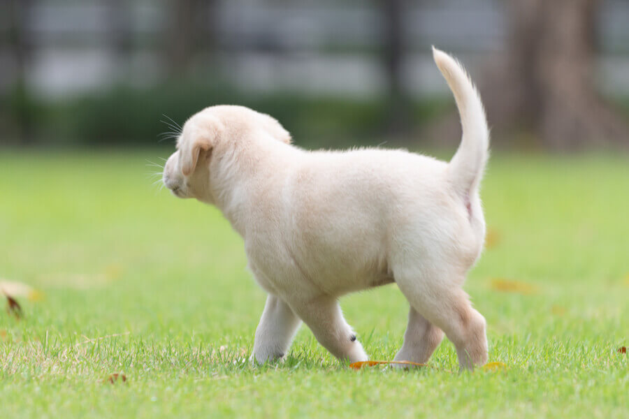 犬の歩き方を徹底解説！側対歩の原因や斜対歩との違いについて