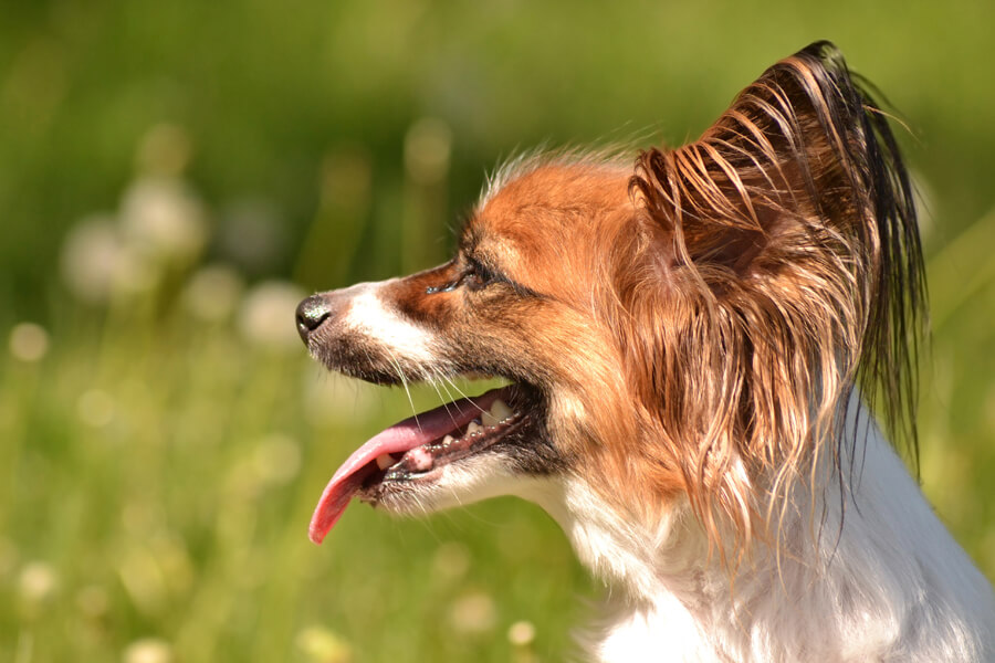 犬が舌を出す「パンティング」呼吸がハアハアと荒い理由や原因とは？