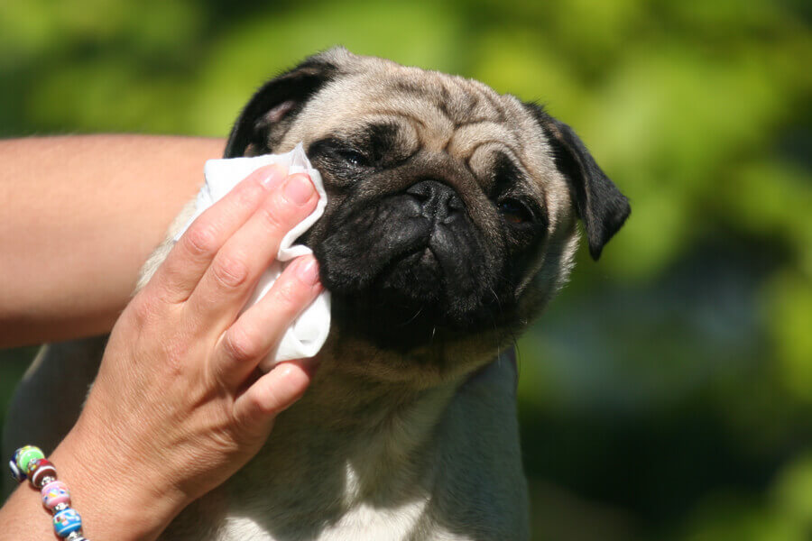 犬の目やには病気のサイン？色別の原因や取り方について