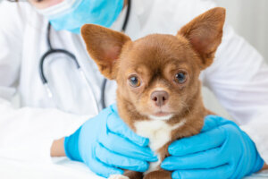 犬の緑内障の原因とは?症状や治療法、予防方法についても解説