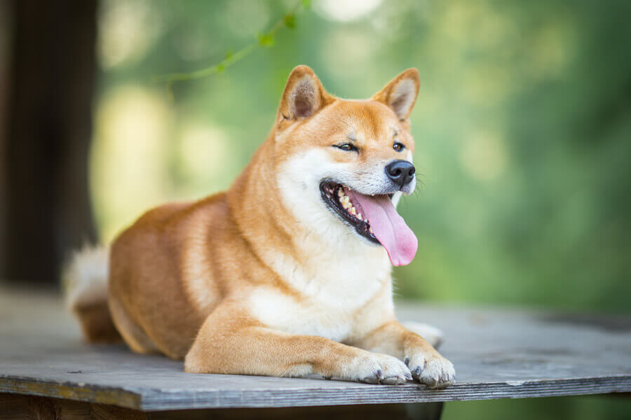 柴犬と豆柴の違いとは？特徴や犬種としての扱い、気を付けたい病気について