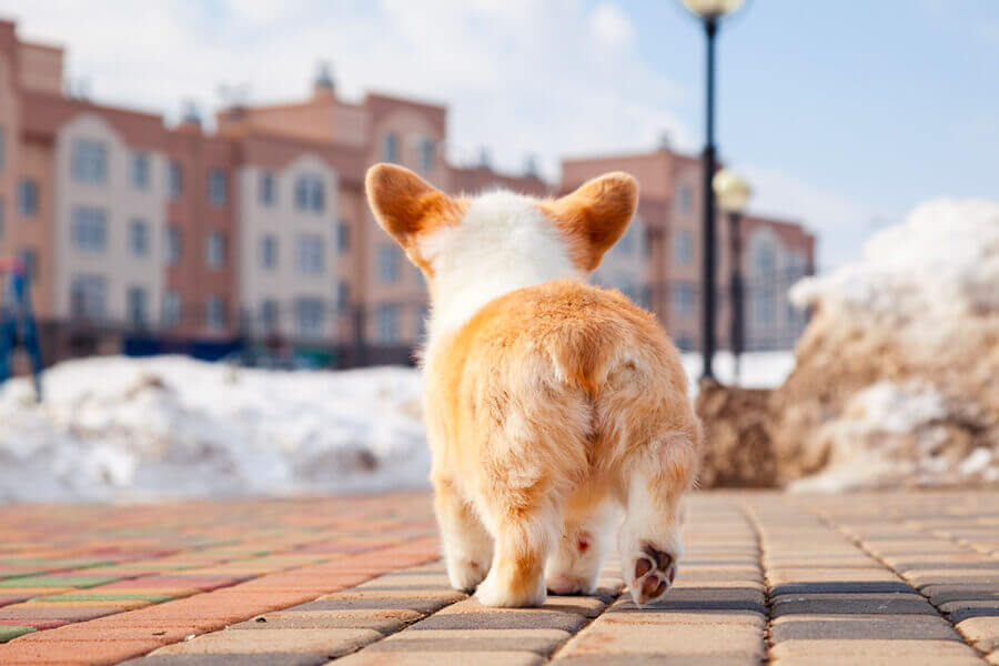 コーギーの尻尾はなぜ短い？犬の断尾の歴史と役割、犬種について