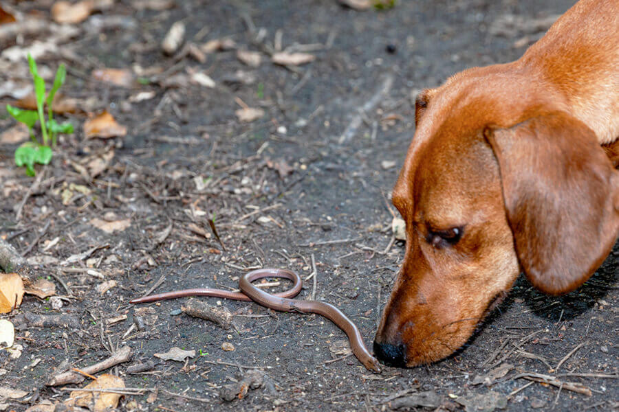 犬がミミズに体を擦り付けたり食べるのはなぜ？寄生虫の危険性や対策