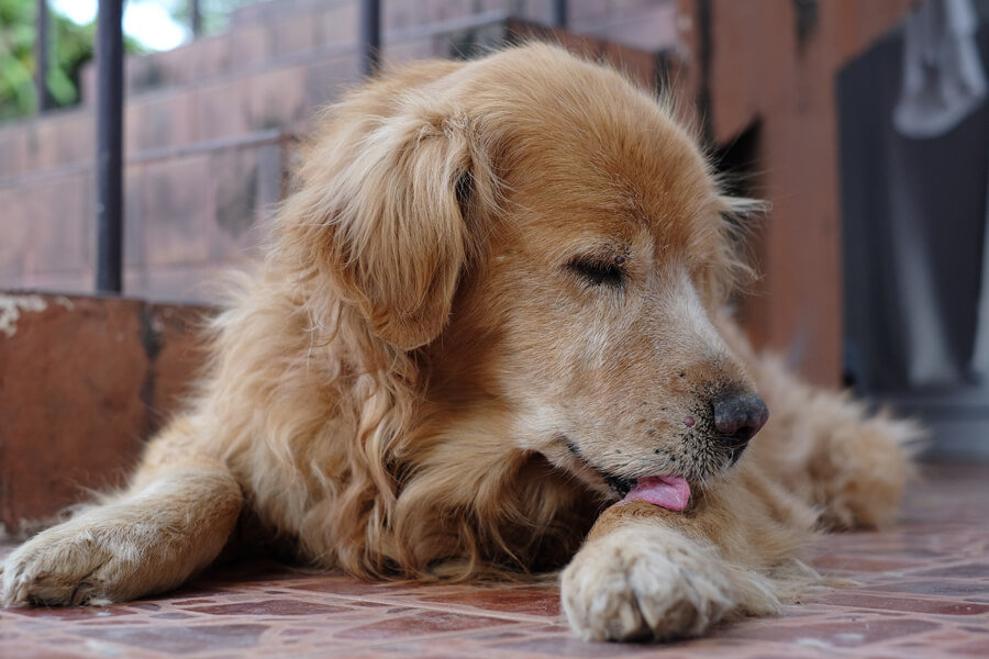 マンゴーワームに要注意！犬だけでなく人間にとっても危険な寄生虫とは？