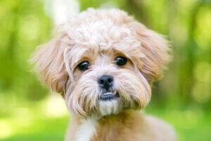 犬のアンダーショットやオーバーショットとは?犬種別で見る歯の噛み合わせ