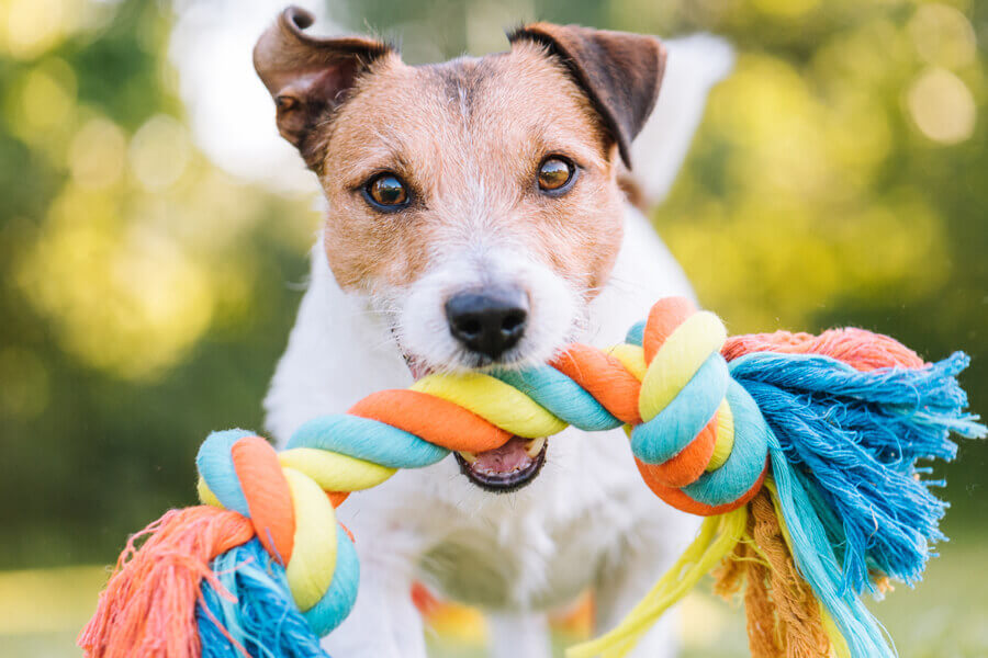 取ってこいとオーダーレトリーブとは？犬への効果と正しい教え方をご紹介