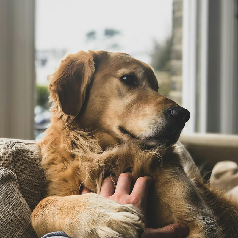 大型犬