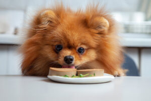 犬の食物アレルギーとは?原因や症状、検査について詳しく解説