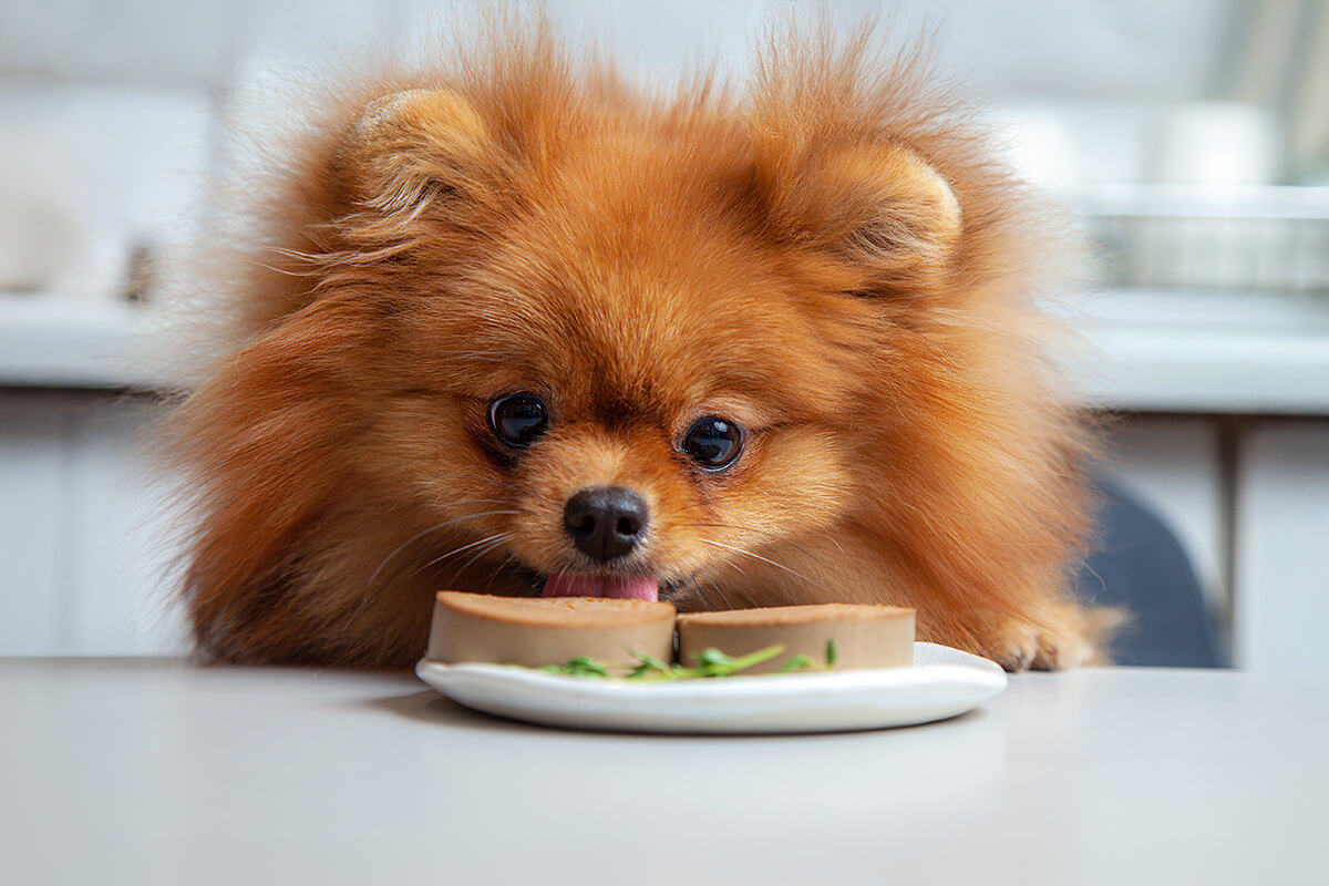 犬の食物アレルギーとは?原因や症状、検査について詳しく解説