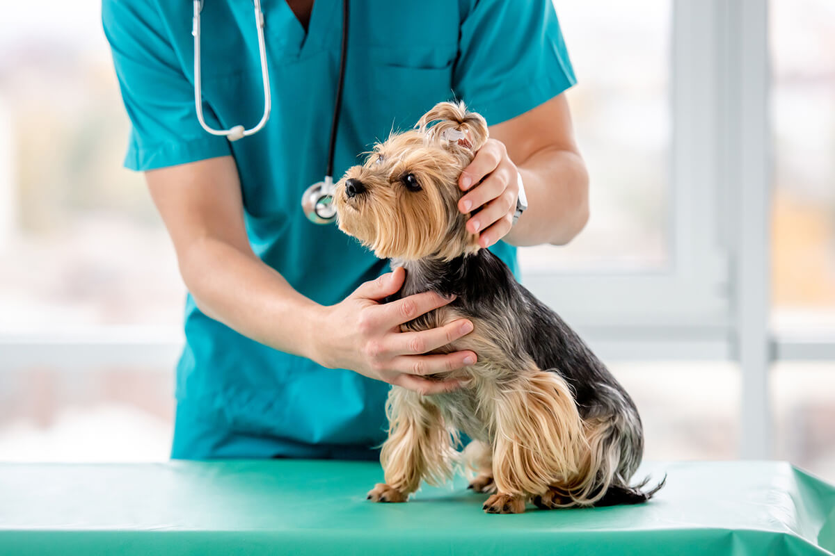 犬の膵臓病や糖尿病ってどんな病気?原因や症状、治療法について詳しく解説