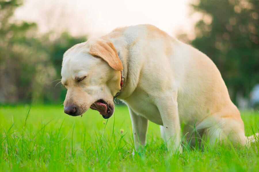 愛犬が「カハッ」と咳をする！その原因や考えられる病気・対処法