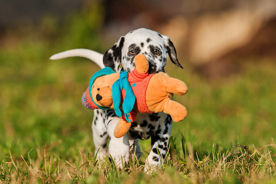 犬が唸るのは威嚇だけじゃない！唸りながら甘えてくる犬の気持ちとは