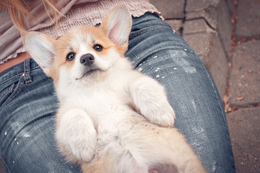 へそ天！犬がおなかを見せるのは安心感の表れ？その理由と愛犬の気持ち