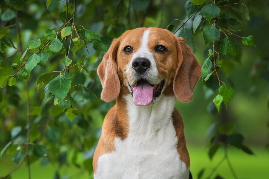 ビーグルは飼いやすい？犬種別の飼い方に関する基礎知識と注意点