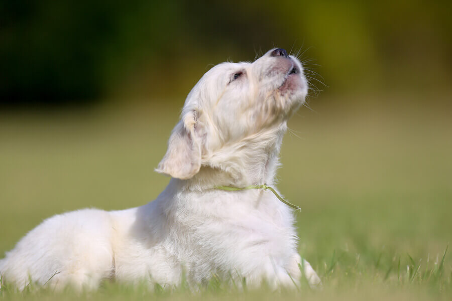 犬の鳴き声から分かる心理とは？愛犬の鳴き声をよく聴いてみよう