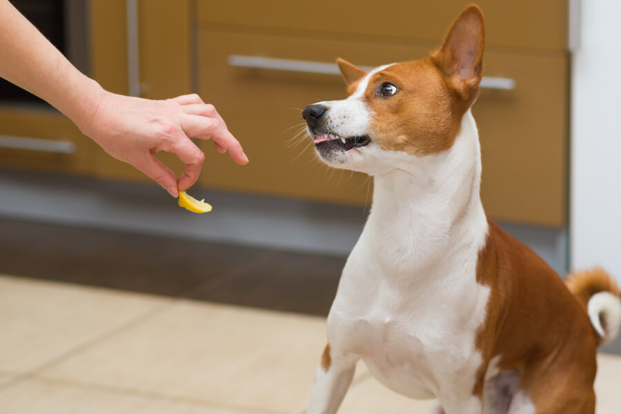 犬にレモンを食べさせても大丈夫？栄養素や危険性、与える時の注意点