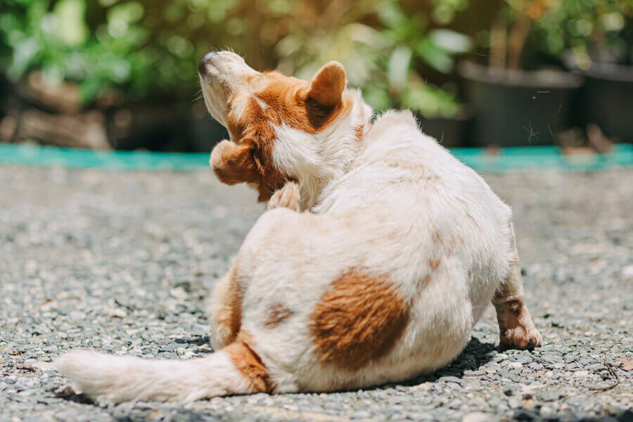 愛犬が体を痒がっている時の考えられる原因は？理由と対処法について