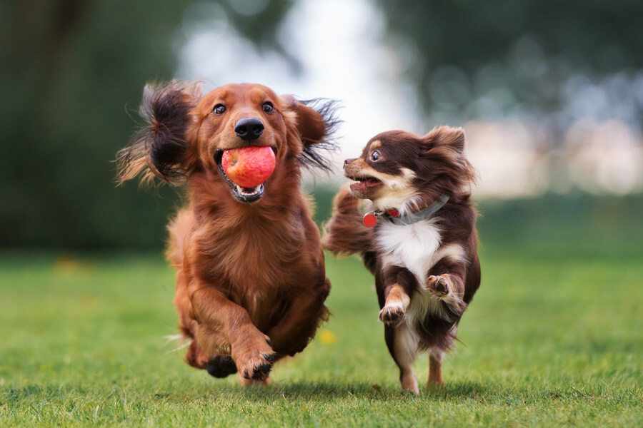 小型犬を飼うにはいくら必要？初期費用や食費、医療費などについて