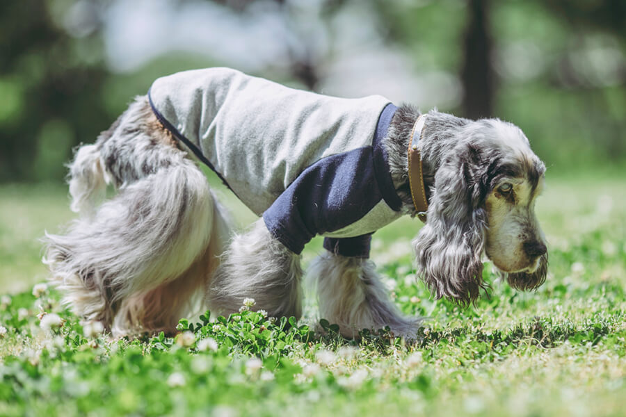 老犬の尻尾が上がらなくなる原因は？犬の老化現象と病気のサイン