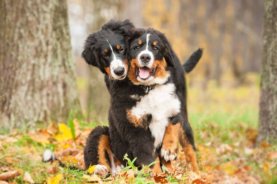 スイスアルプスの4犬種。「スイスマウンテンドッグ」の違いや共通点