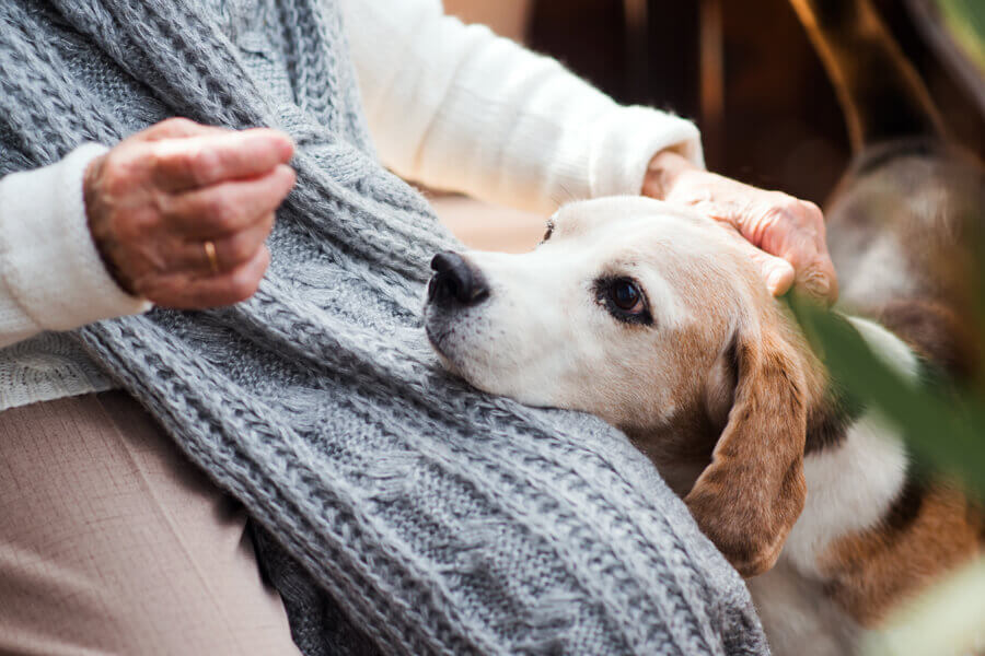 老犬が死ぬ前に見せる6つの前兆や行動。後悔のない最期にするために